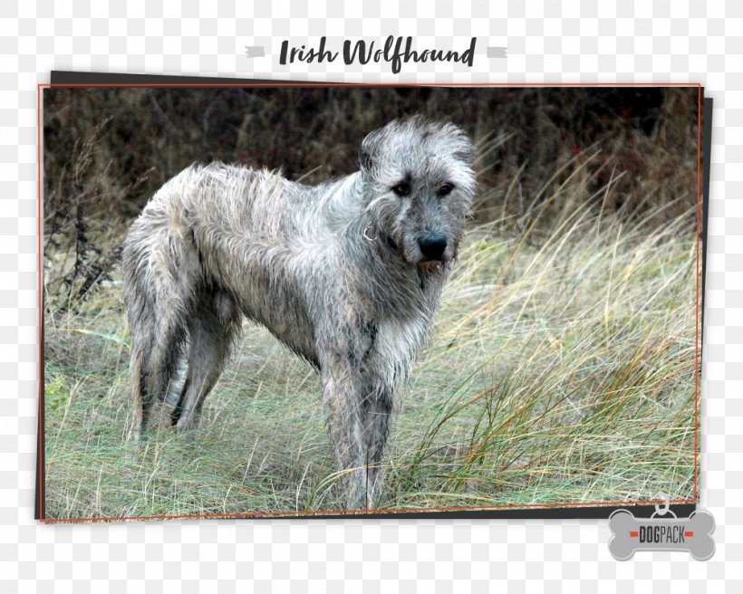 Irish Wolfhound Scottish Deerhound American Staghound Dog Breed Tibetan Mastiff, PNG, 1000x800px, Irish Wolfhound, American Staghound, Animal, Breed, Bulldog Download Free
