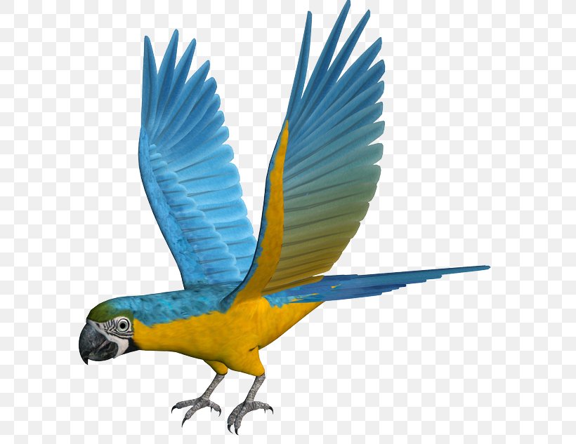 Macaw Parrot Parakeet Feather Beak, PNG, 624x633px, Macaw, Beak, Bird, Bluebird, Common Pet Parakeet Download Free