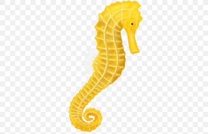 Seahorse Clip Art, PNG, 1600x1029px, Tiger Tail Seahorse, Drawing, Fish, Illustration, Organism Download Free