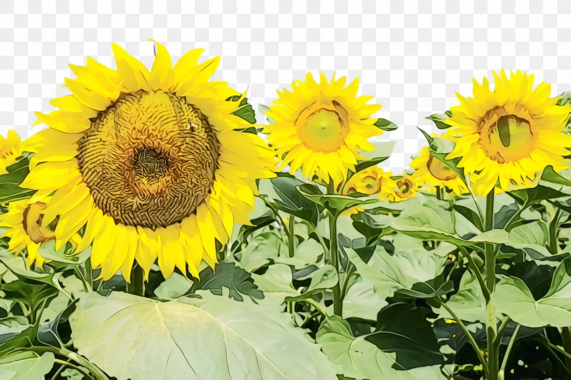 Flower Field, PNG, 2448x1632px, Sunflower, Annual Plant, Asterales, Bloom, Blossom Download Free