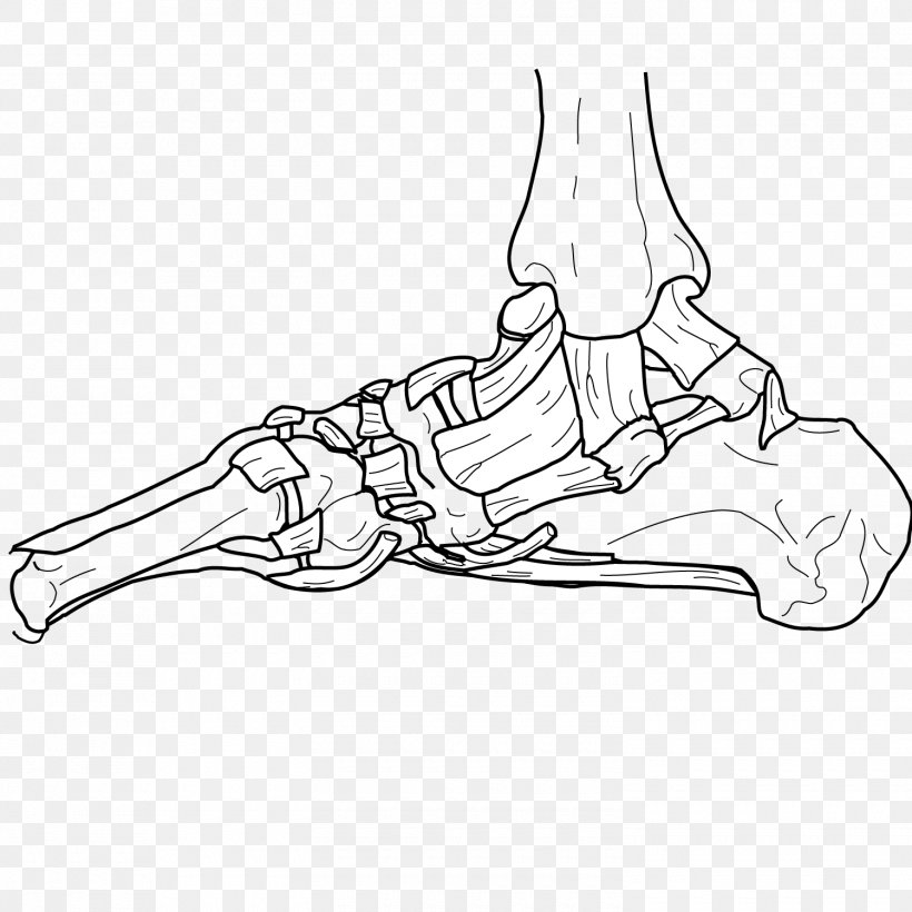 How To Draw A Joint Bone