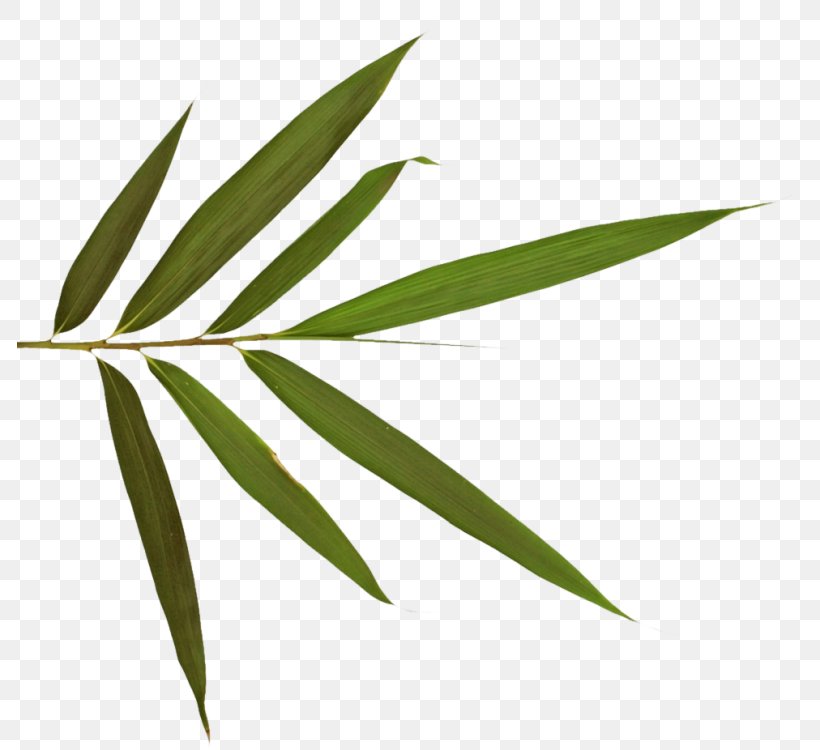 Leaf Bamboo Plant Stem Digital Image, PNG, 786x750px, Leaf, Bamboo, Digital Image, Grass, Grass Family Download Free