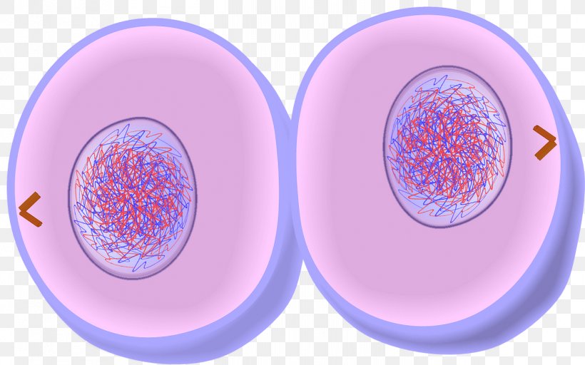 Mitosis Cytokinesis Cell Division Telophase Prometaphase, PNG, 1348x843px, Mitosis, Anaphase, Cell, Cell Cycle, Cell Division Download Free