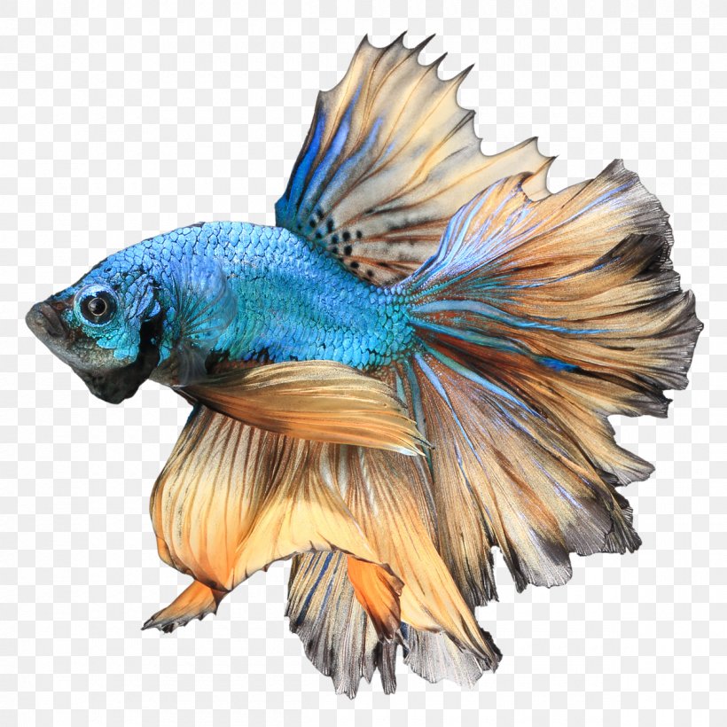betta channoides for sale