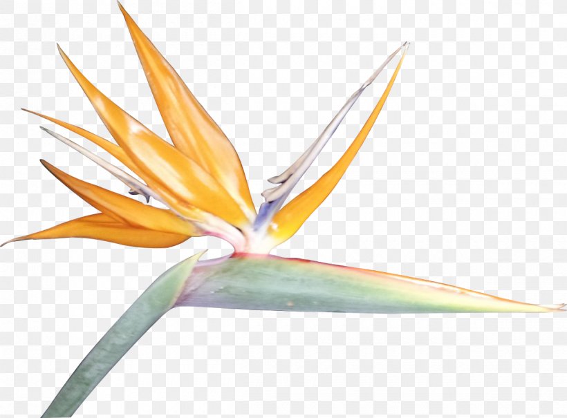 Bird Of Paradise Flower Bird-of-paradise Clip Art, PNG, 1200x886px, Bird, Art, Art Of Botanical Illustration, Bird Of Paradise Flower, Birdofparadise Download Free