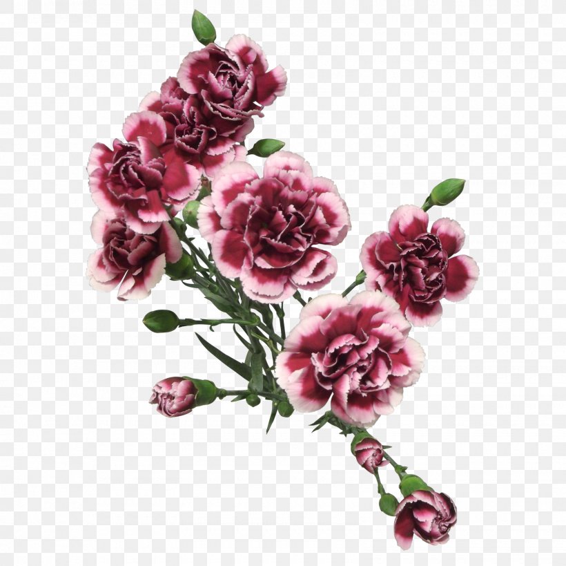 Carnation Rose Cut Flowers, PNG, 1600x1600px, Carnation, Artificial Flower, Blue Girl, Color, Cut Flowers Download Free