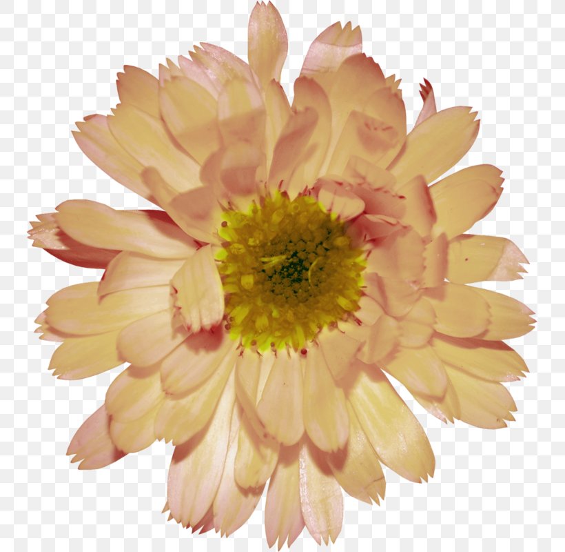 Food Hamburger Image Beer, PNG, 741x800px, Food, Annual Plant, Artificial Flower, Aster, Barberton Daisy Download Free