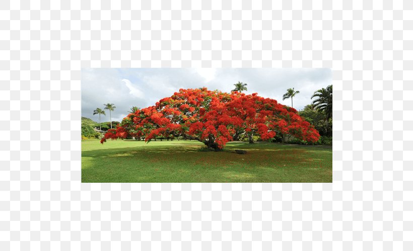 Royal Poinciana Tree Plant Seed Blue Jacaranda, PNG, 500x500px, Royal Poinciana, Blue Jacaranda, Crown, Delonix, Flower Download Free