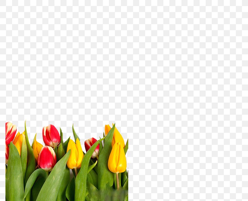 Wedding Invitation Indira Gandhi Memorial Tulip Garden Flower, PNG, 783x666px, Wedding Invitation, Birthday, Bridal Shower, Cut Flowers, Floral Design Download Free