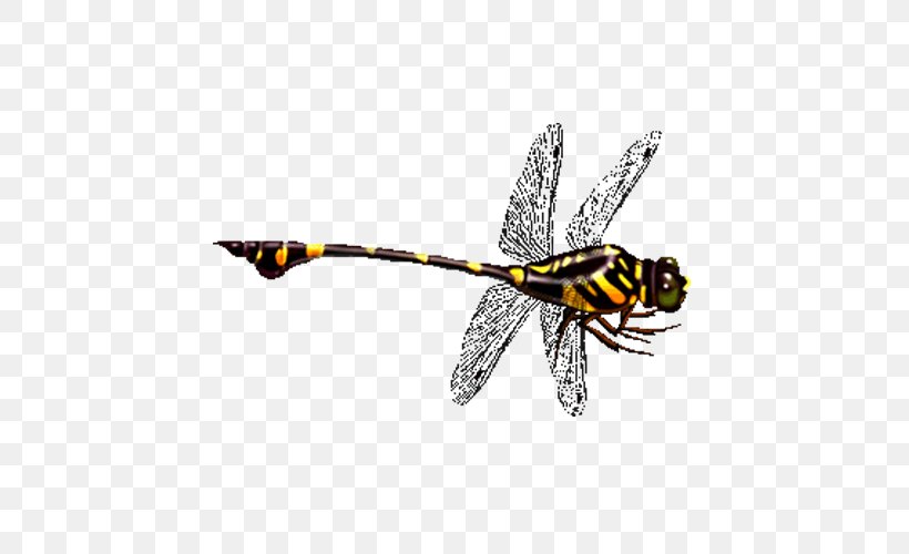 Dragonfly Icon, PNG, 500x500px, Dragonfly, Arthropod, Bee, Editing, Fly Download Free