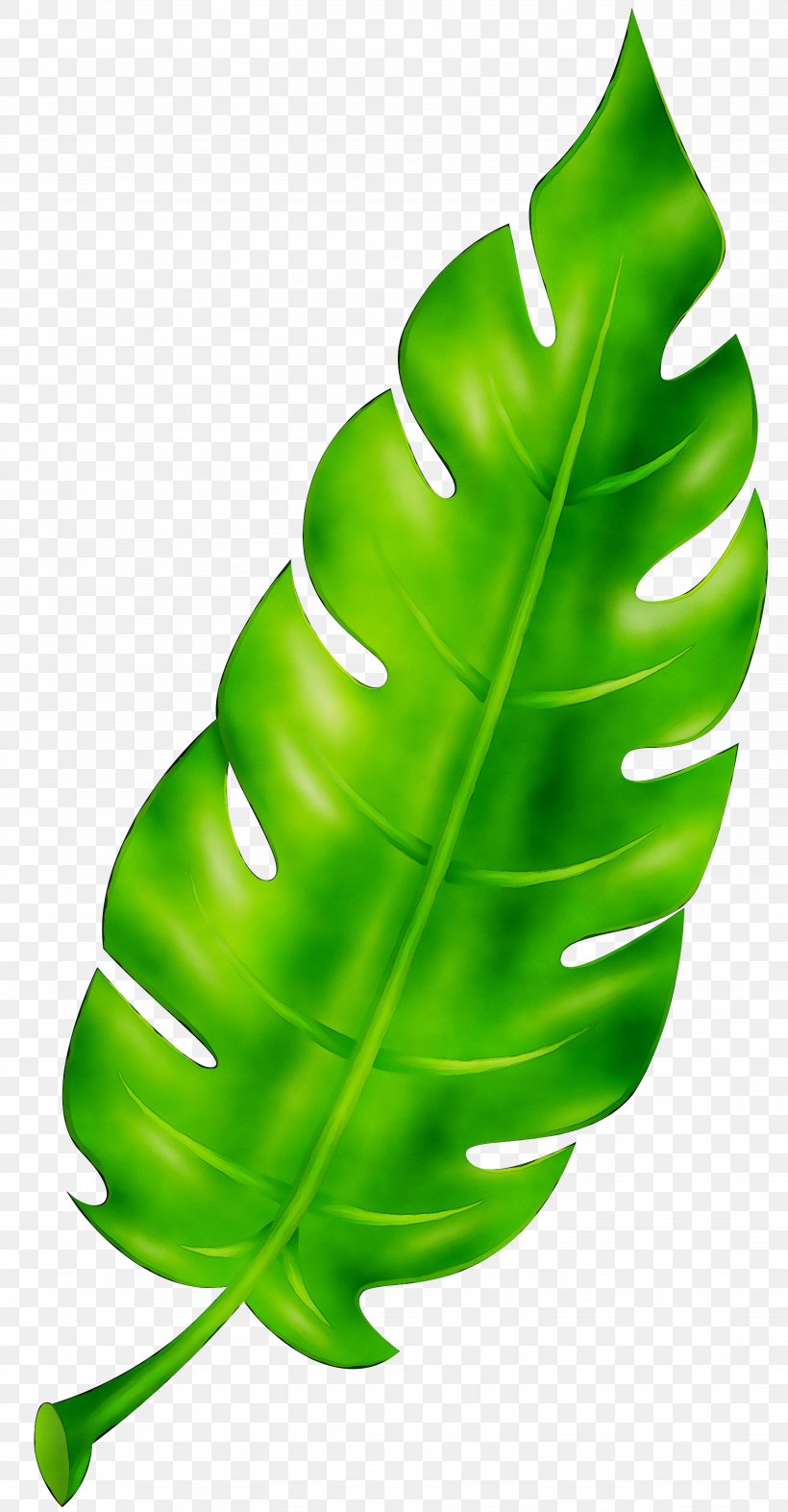 Leaf Green Plant Stem Product Design, PNG, 3688x7079px, Leaf, Green, Monstera Deliciosa, Plant, Plant Stem Download Free