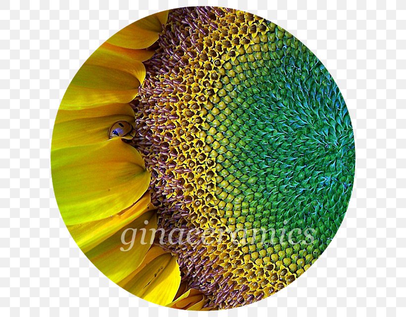 Sunflower Seed Common Sunflower Insect Pollen, PNG, 640x640px, Sunflower Seed, Common Sunflower, Insect, Membrane Winged Insect, Organism Download Free