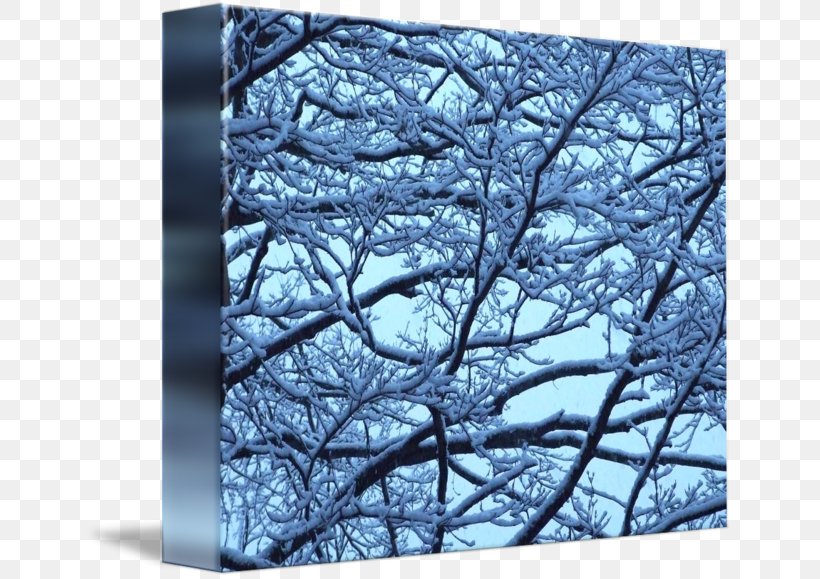 Twig Winter Branch Tree Snow, PNG, 650x579px, Twig, Blue, Branch, Christmas Tree, Conifers Download Free