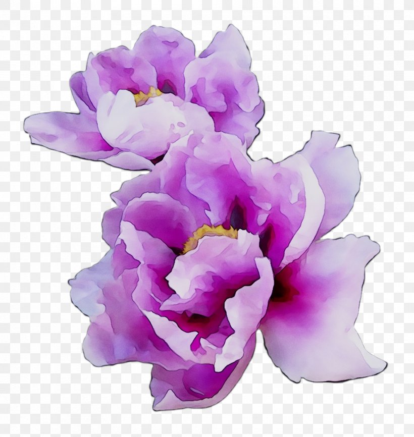 Cut Flowers Cattleya Orchids Herbaceous Plant Family M Invest D.o.o., PNG, 990x1046px, Cut Flowers, Artificial Flower, Cattleya, Cattleya Orchids, Family M Invest Doo Download Free