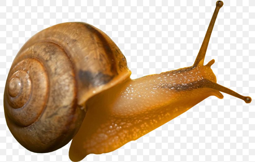 Snail Desktop Wallpaper Clip Art, PNG, 800x522px, Snail, Digital Image, Display Resolution, Escargot, Highdefinition Television Download Free