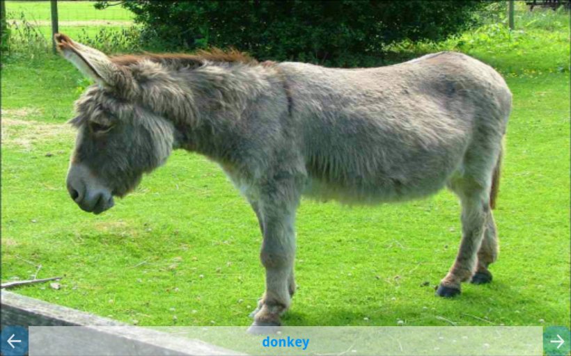 Anteater Domestic Pig Animal Donkey Mule, PNG, 1279x799px, Anteater, Aardvark, Animal, Animal Testing, Domestic Pig Download Free