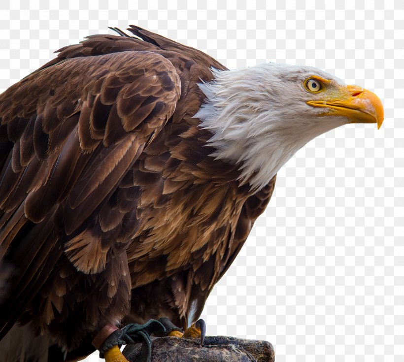 Bald Eagle White-tailed Eagle Clip Art, PNG, 1280x1148px, Bald Eagle, Accipitriformes, Beak, Bird, Bird Of Prey Download Free