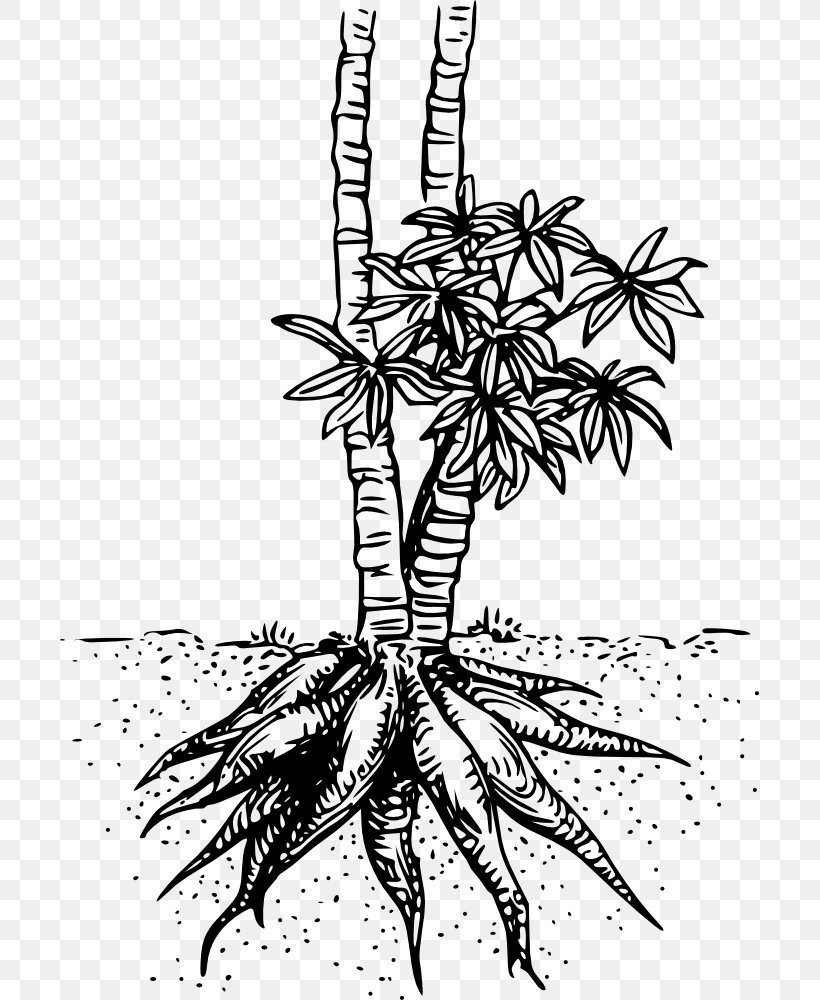 Cassava Drawing Tapioca Chip, PNG, 699x1000px, Cassava, Arrowroot, Artwork, Black And White, Branch Download Free