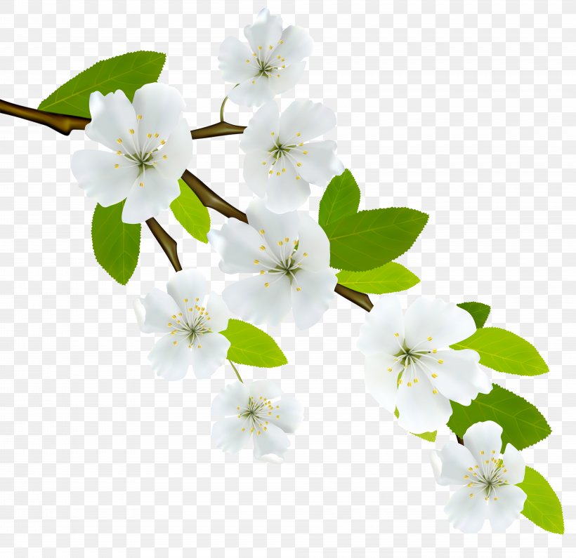 Flowering Dogwood Branch Clip Art, PNG, 8000x7761px, Flowering Dogwood, Autumn, Blossom, Branch, Cherry Blossom Download Free