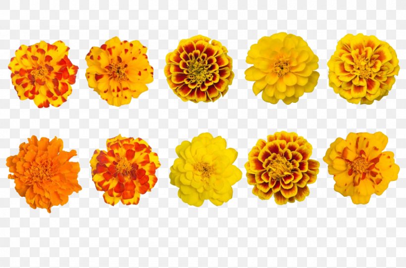 Mexican Marigold Calendula Officinalis Tagetes Lucida Flower, PNG, 1000x662px, Mexican Marigold, Calendula, Calendula Officinalis, Chrysanths, Cut Flowers Download Free