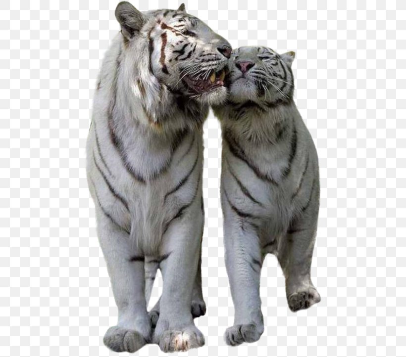 Tiger Lion Cat Felidae Bird, PNG, 488x722px, Tiger, Animal, Big Cats, Bird, Bird Of Prey Download Free