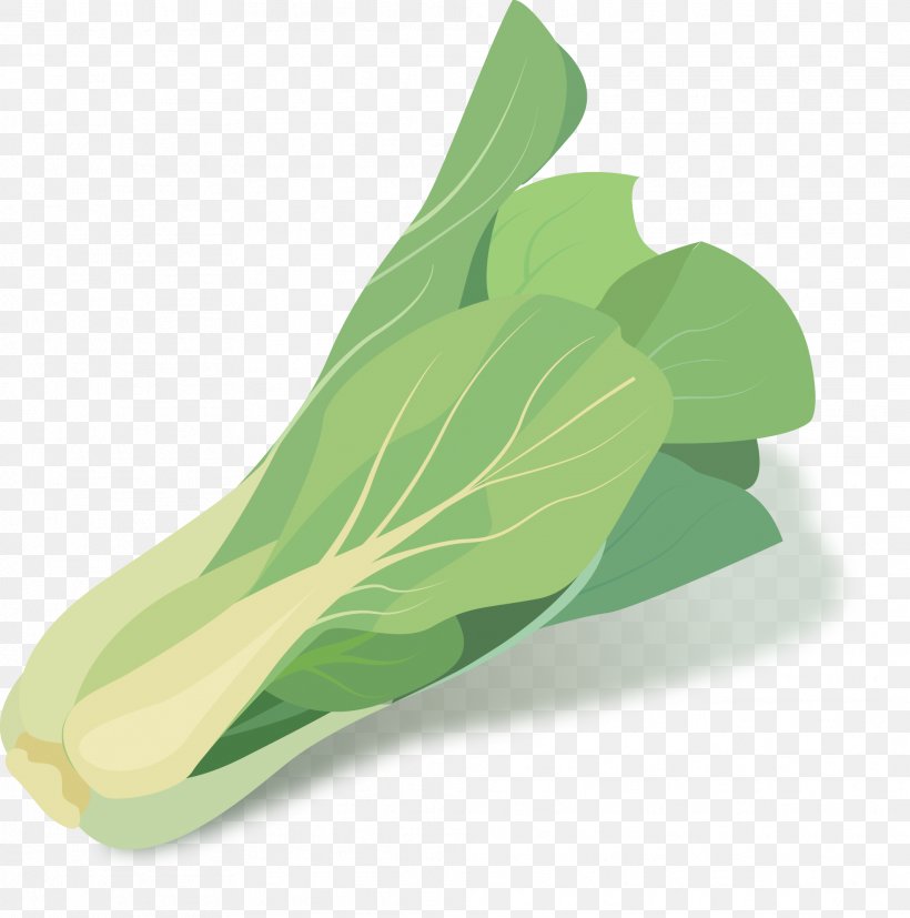Cabbage Green Vegetable, PNG, 1977x1995px, Cabbage, Alternative Medicine, Brassica Oleracea, Drawing, Food Download Free