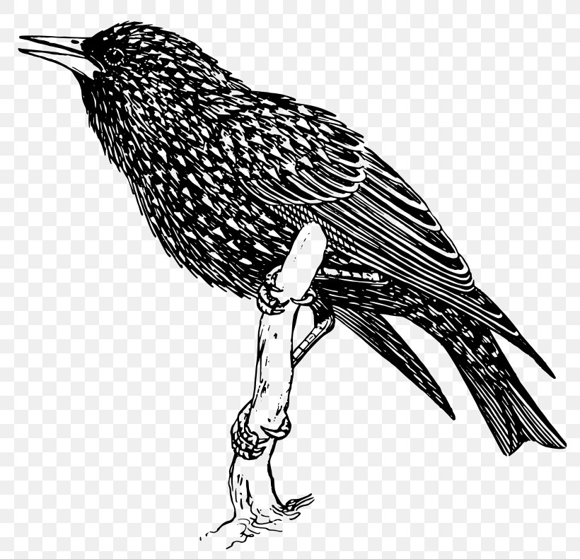 Common Starling Bird Pelican Clip Art, PNG, 800x791px, Common Starling, Art, Beak, Bird, Black And White Download Free