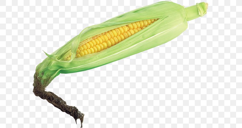 Corn On The Cob Sweet Corn Clip Art, PNG, 600x435px, Corn On The Cob, Cereal, Commodity, Food, Information Download Free