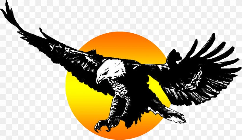 Eagle Middle School Offoumou Yapo Higher Education, PNG, 849x492px, Eagle, Adobe Flash, Beak, Bird, Bird Of Prey Download Free