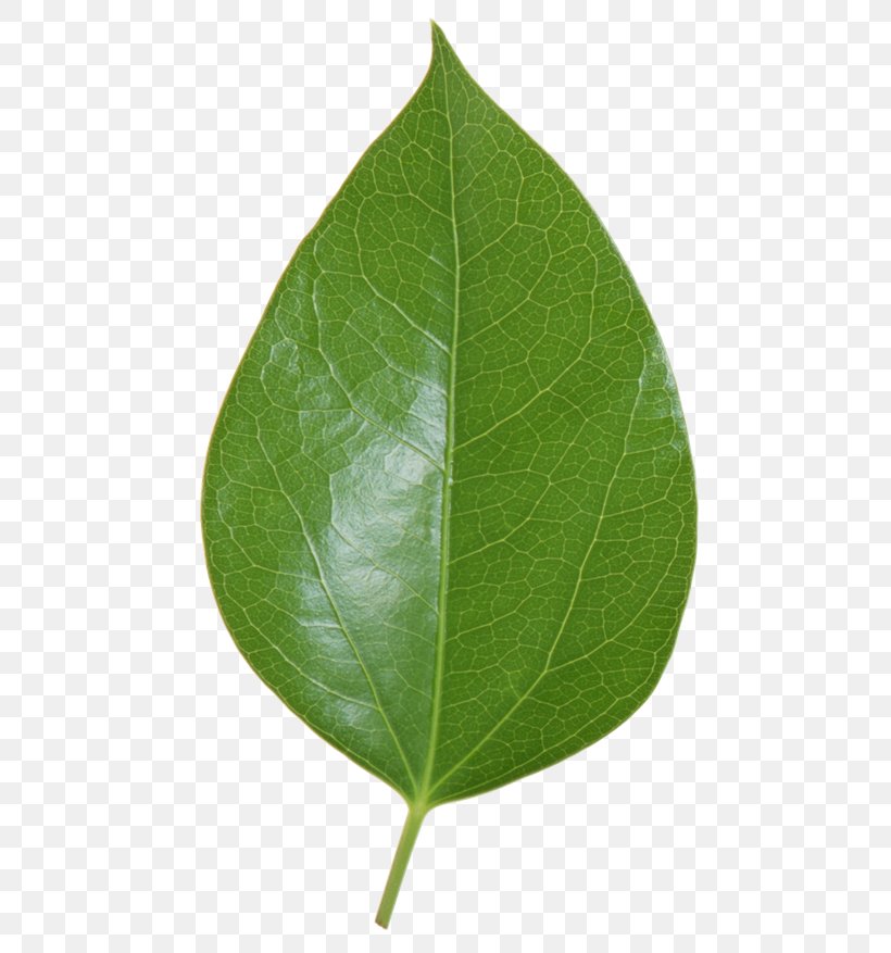 Leaf Plant Stem, PNG, 500x877px, Leaf, Plant, Plant Stem Download Free