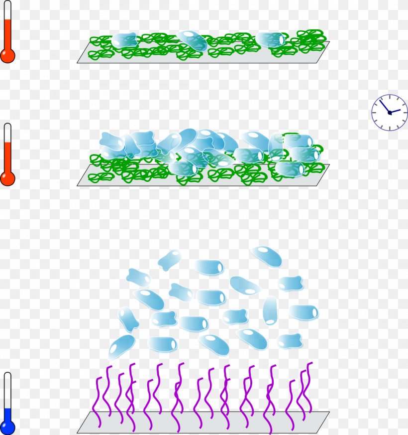 Monolayer Tissue Culture Suspension, PNG, 1100x1172px, Monolayer, Aqua, Area, Brand, Culture Download Free