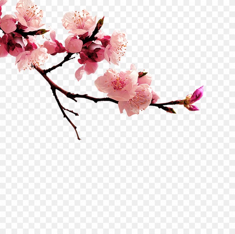 China Clip Art, PNG, 1181x1181px, China, Artificial Flower, Blossom, Branch, Cherry Blossom Download Free