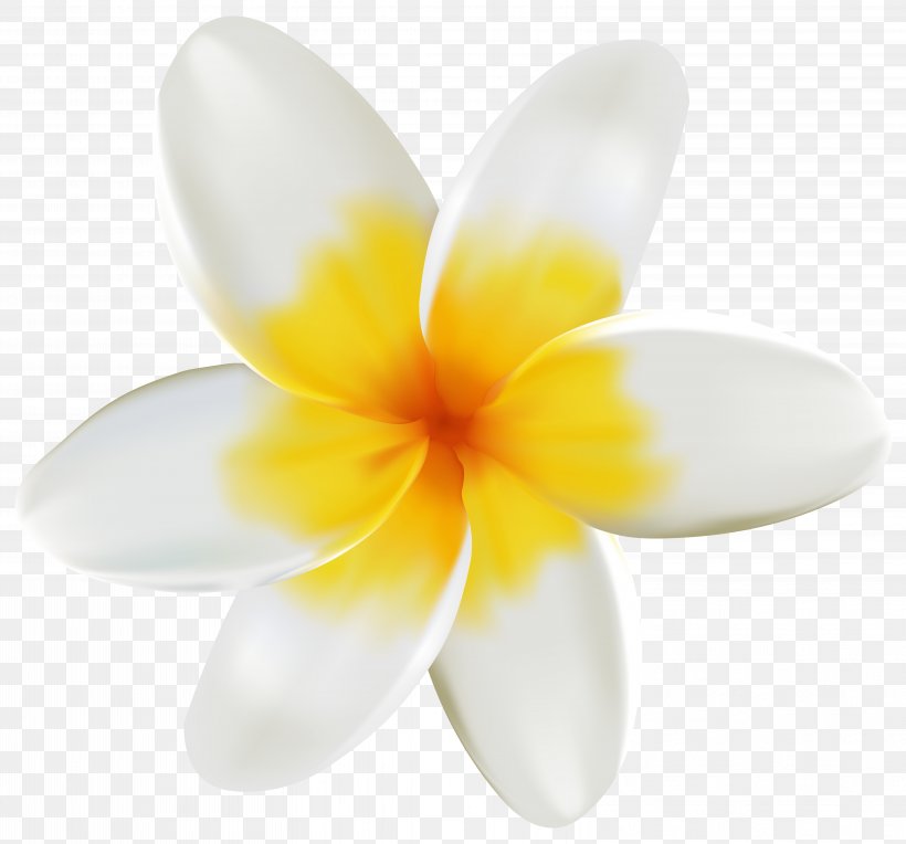 Plumeria Clipart Image, PNG, 6308x5880px, Flower, Close Up, Petal, Plant, White Download Free