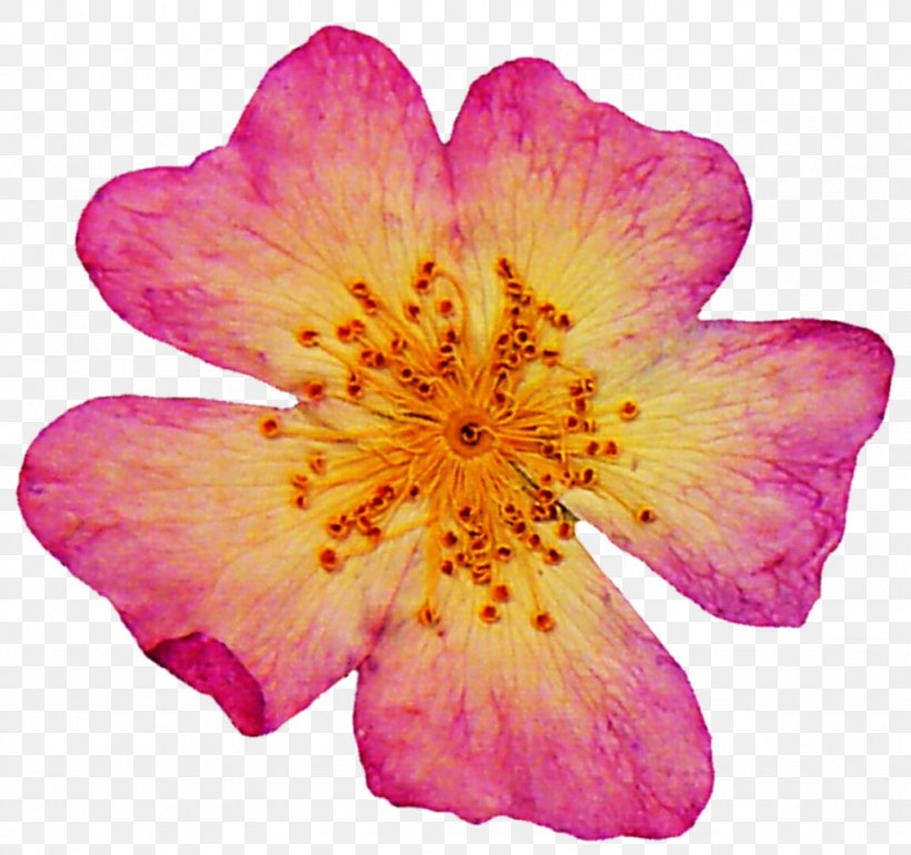 Pressed Flower Craft Petal Art Rose, PNG, 1024x962px, Flower, Alstroemeriaceae, Annual Plant, April 23, Art Download Free