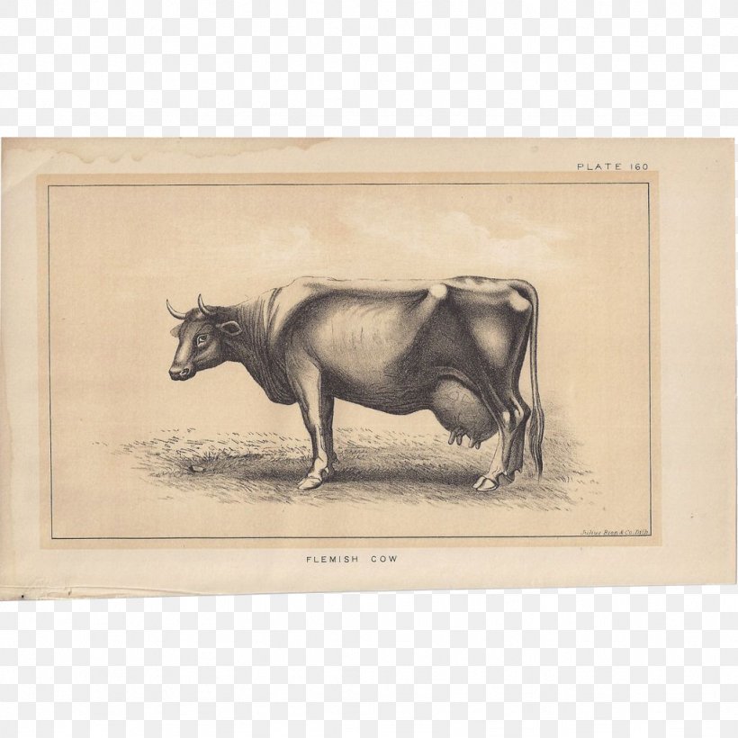 Bull Cattle Ox Horse Drawing, PNG, 1024x1024px, Bull, Cattle, Cattle Like Mammal, Drawing, Fauna Download Free