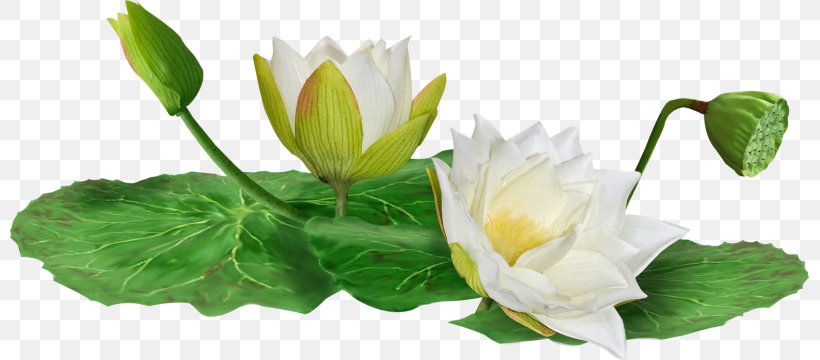 Clip Art, PNG, 800x360px, Water Lily, Bud, Cut Flowers, Dia, Flower Download Free