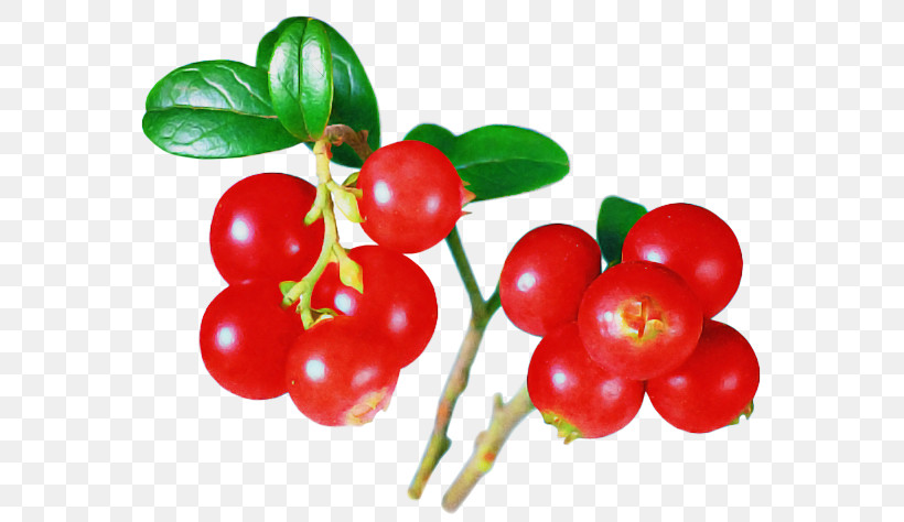 Plant Fruit Natural Foods Lingonberry Berry, PNG, 600x474px, Plant, Acerola Family, Arctostaphylos, Arctostaphylos Uvaursi, Berry Download Free
