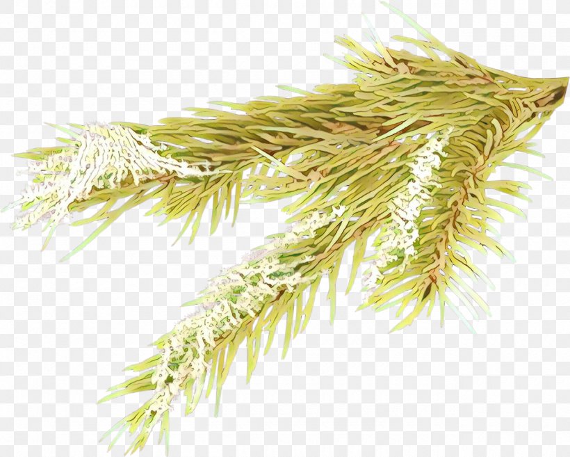 White Pine Plant Grass Red Pine Tree, PNG, 1280x1026px, White Pine, Branch, Grass, Grass Family, Pine Download Free