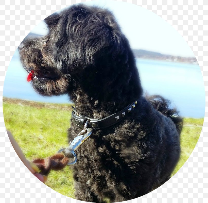 Cockapoo Schnoodle Wirehaired Pointing Griffon Portuguese Water Dog Spanish Water Dog, PNG, 800x800px, Cockapoo, Carnivoran, Cesky Terrier, Dog, Dog Breed Download Free