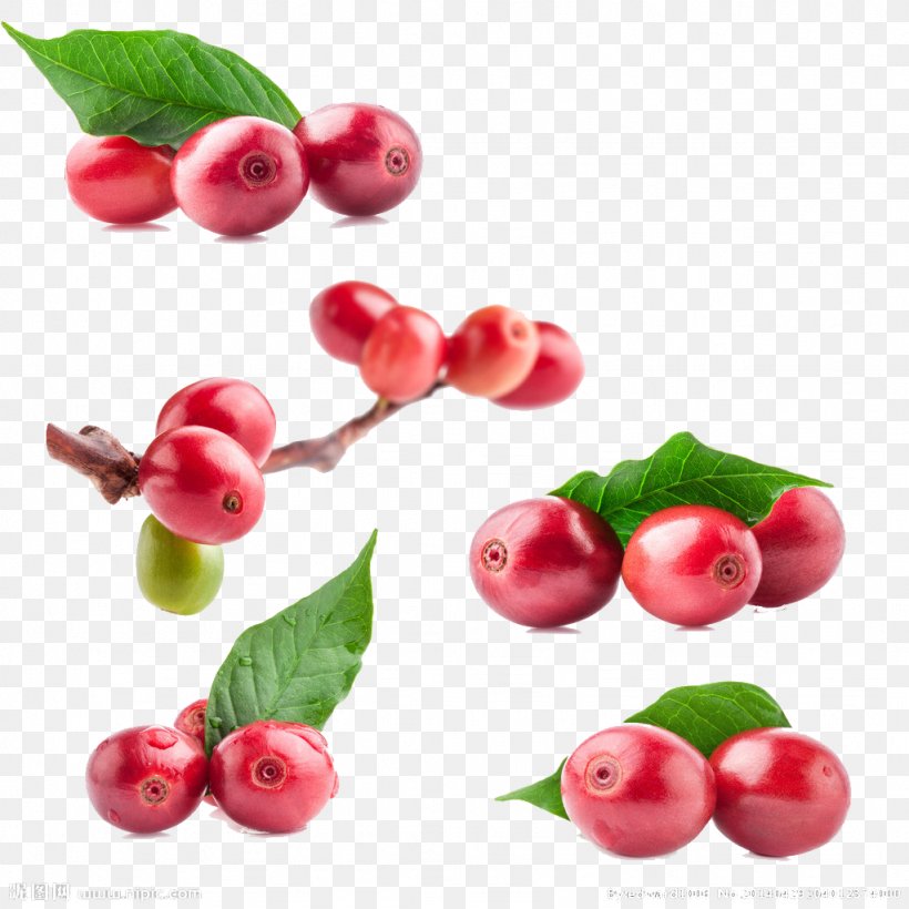 Coffee Bean Tea Green Coffee Extract Red, PNG, 1024x1024px, Coffee, Acerola, Acerola Family, Bean, Berry Download Free