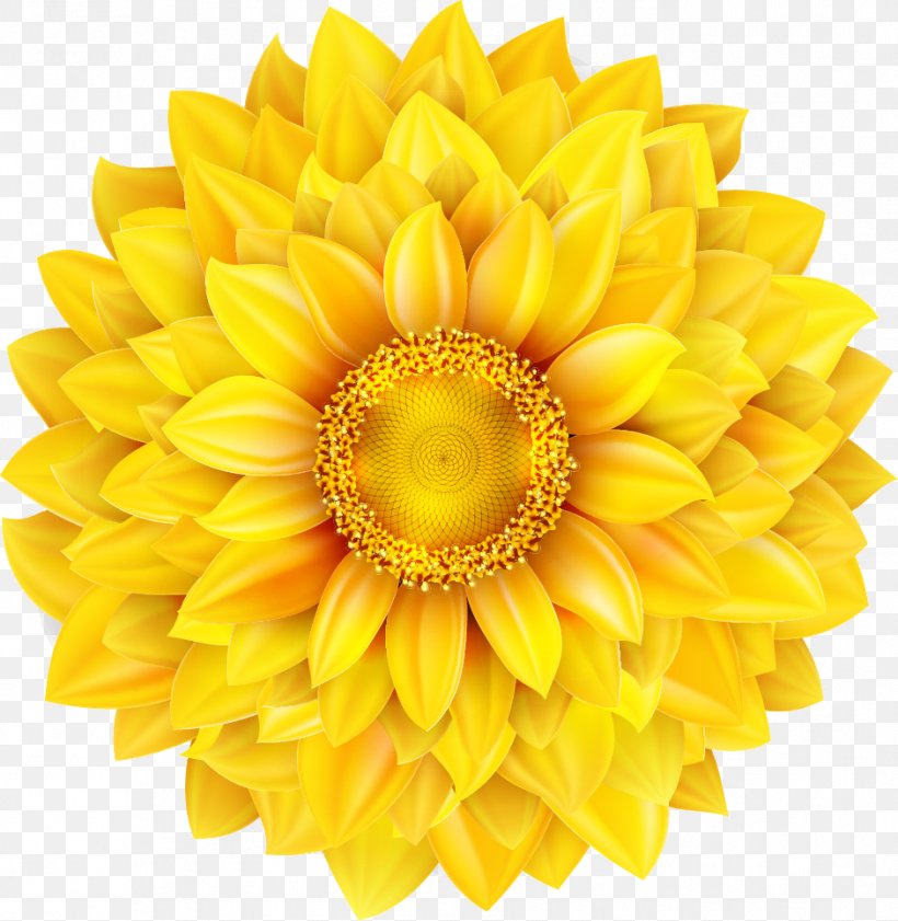 Common Sunflower Euclidean Vector Royalty-free Illustration, PNG, 941x966px, Common Sunflower, Chrysanths, Cut Flowers, Dahlia, Daisy Family Download Free