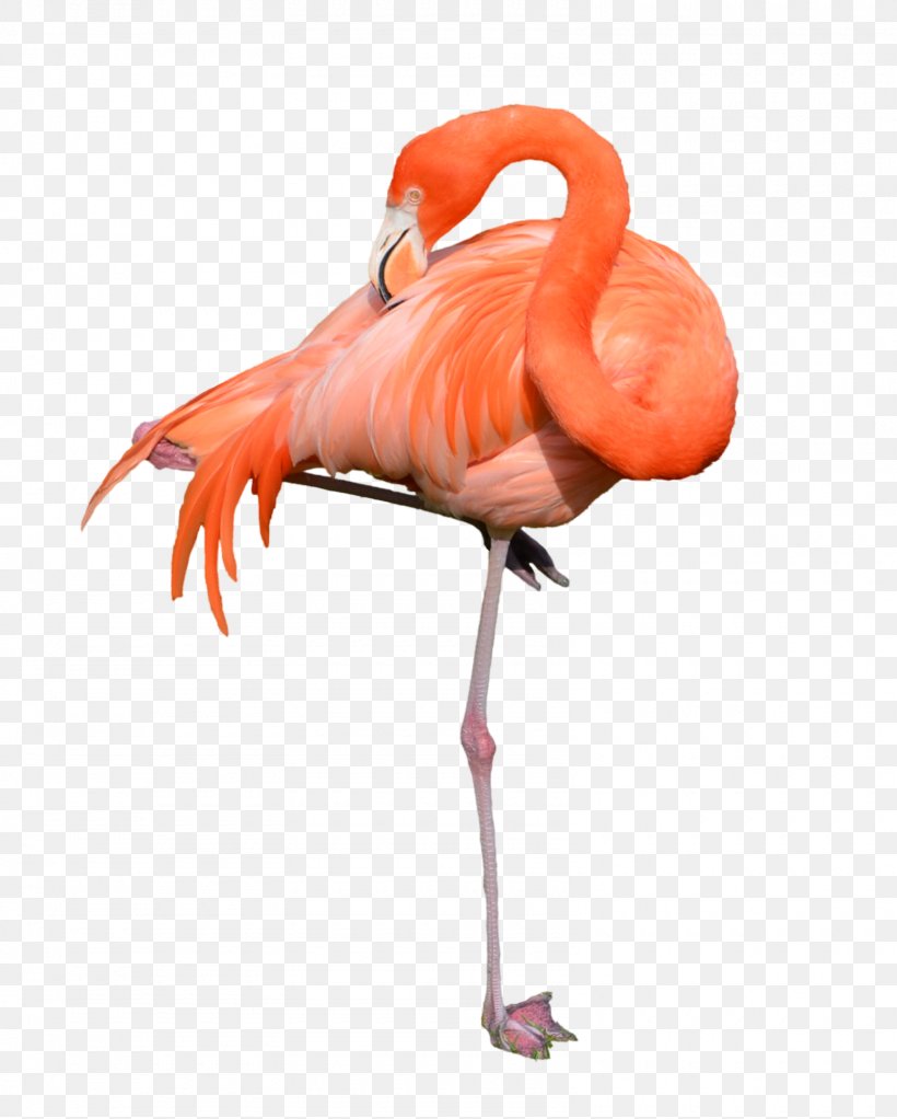 Flamingo Clip Art, PNG, 1600x1995px, Flamingo, Beak, Bird, Document, Hyperlink Download Free