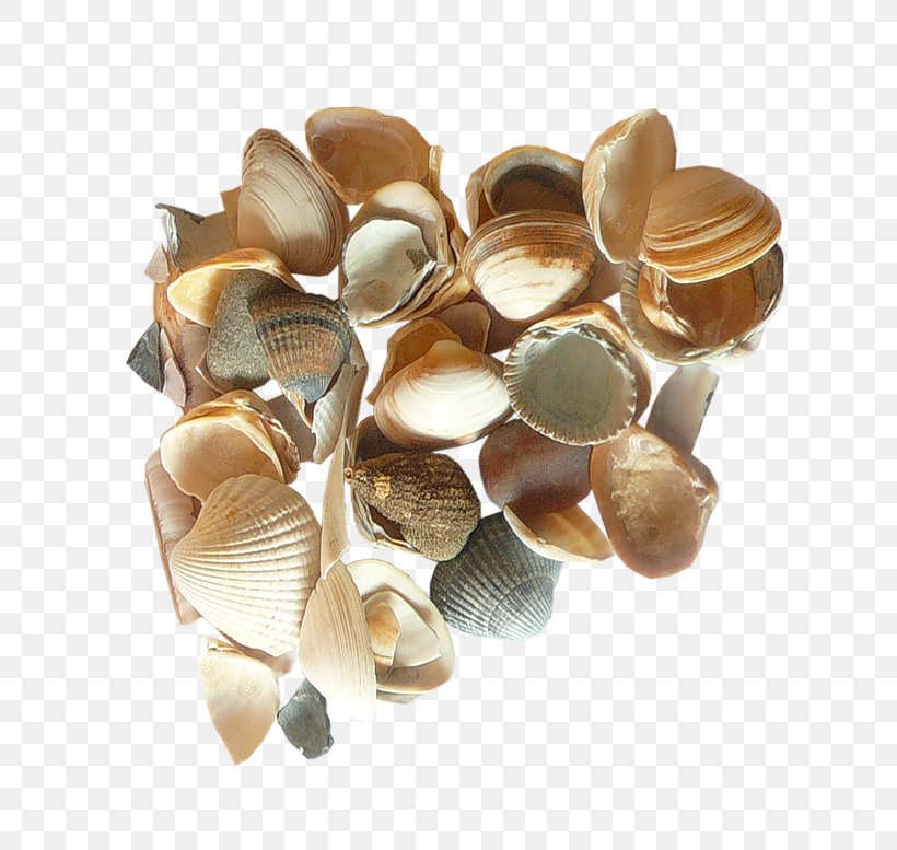 Metal Background, PNG, 800x777px, Seashell, Beige, Bracelet, Clam, Cockle Download Free