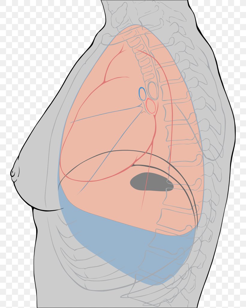 Pleurisy Pleural Cavity Pleural Effusion Lung Inflammation, PNG, 752x1024px, Watercolor, Cartoon, Flower, Frame, Heart Download Free