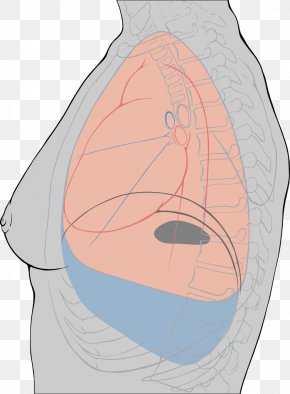 Joint Pulmonary Pleurae Pleural Cavity Anatomy Muscle, PNG, 1806x868px ...