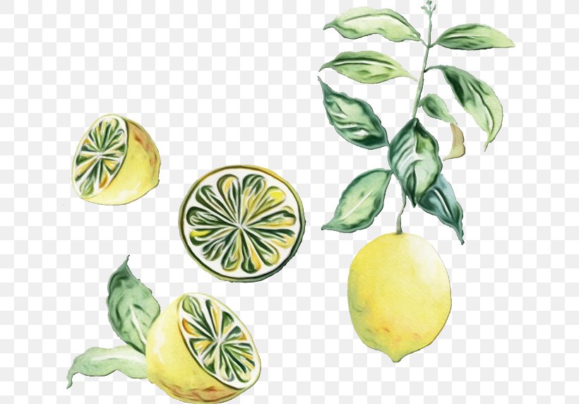 Watercolor Flower Background, PNG, 640x572px, Watercolor, Bitter Orange, Citron, Citrus, Flower Download Free