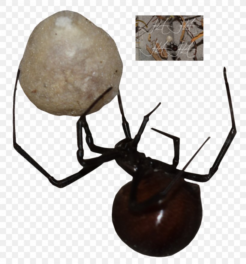 Black Widow, PNG, 1024x1099px, Black Widow, Arachnid, Arthropod, Invertebrate, Tangle Web Spider Download Free