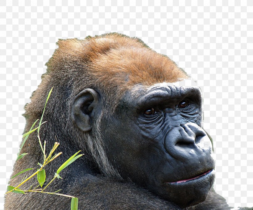 Common Chimpanzee Western Gorilla Western Lowland Gorilla Ape Animal, PNG, 864x720px, Common Chimpanzee, Animal, Ape, Chimpanzee, Eastern Lowland Gorilla Download Free