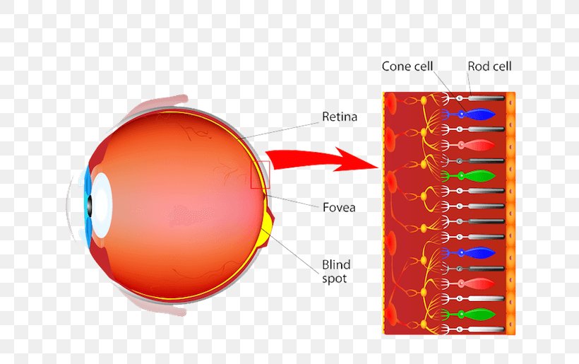 Cone Cell Photoreceptor Cell Rod Cell Retinal Ganglion Cell, PNG, 700x515px, Cone Cell, Amacrine Cell, Ball, Cell, Cell Type Download Free