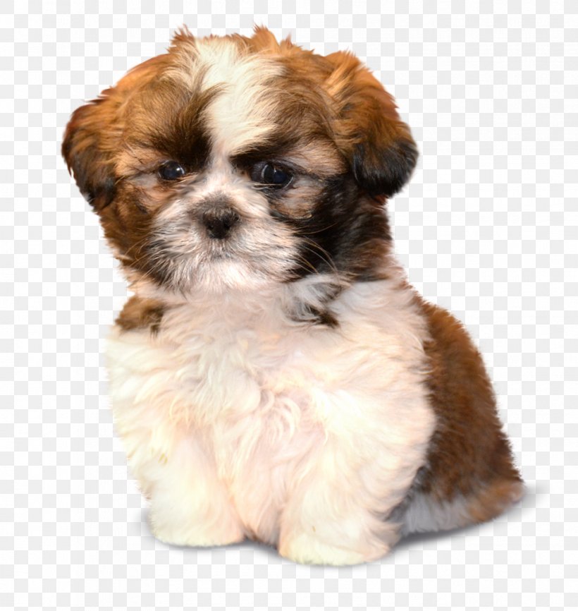 Morkie Shih Tzu Puppy Havanese Dog Schnoodle, PNG, 969x1024px, Morkie, Breed, Carnivoran, Cavachon, Chinese Imperial Dog Download Free